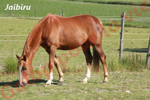 Jaibiru AA de 14 ans boiteux - gardé par sa propriétaire Img_1211