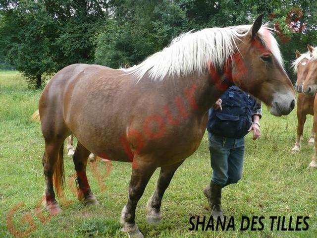 SHANA - Trait Comtois née en 2006, et BB Chérokis (ONC Trait - 2012) - adoptés en juillet 2011 par Hélène Shana_10