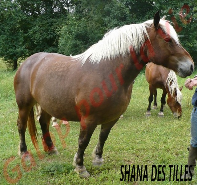 SHANA - Trait Comtois née en 2006, et BB Chérokis (ONC Trait - 2012) - adoptés en juillet 2011 par Hélène Shana_11