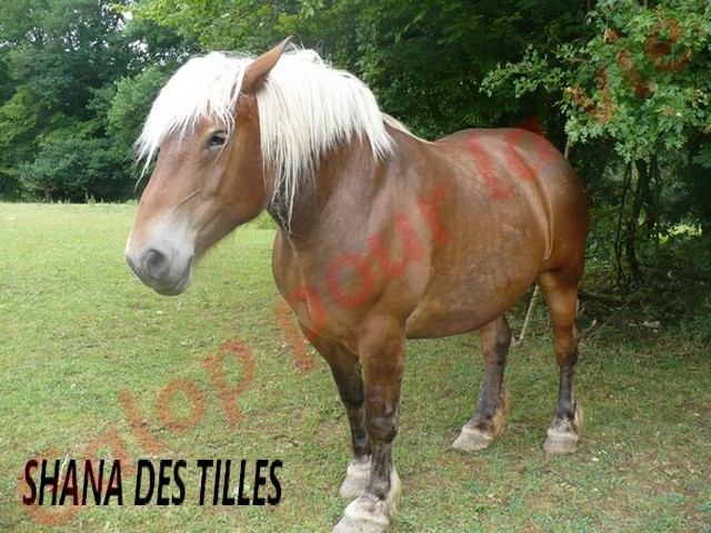 SHANA - Trait Comtois née en 2006, et BB Chérokis (ONC Trait - 2012) - adoptés en juillet 2011 par Hélène Shana_12