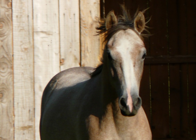 Poulain double poney, proche de l'Homme P1130415
