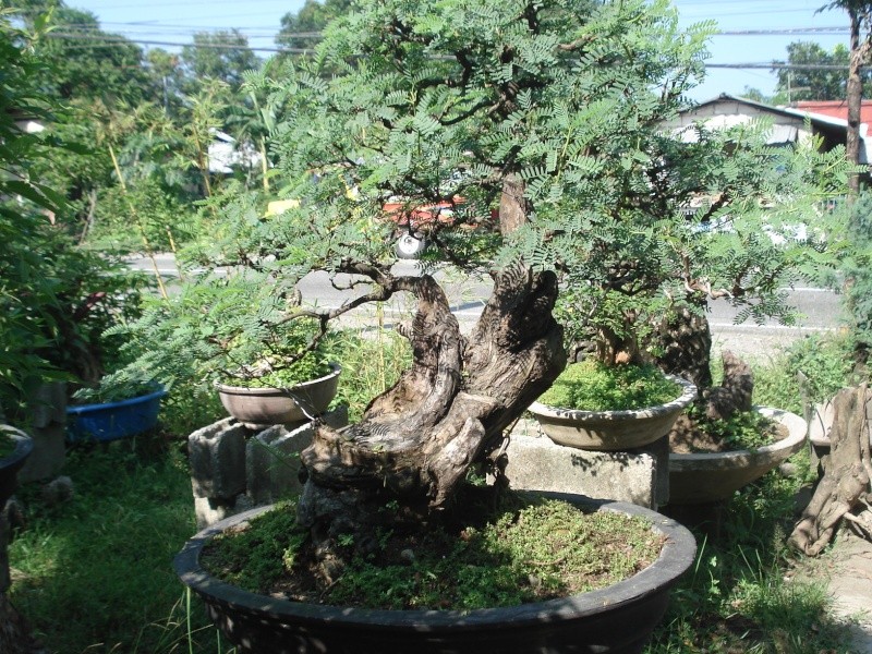 AROMA (acacia farnesiana) Dsc03510