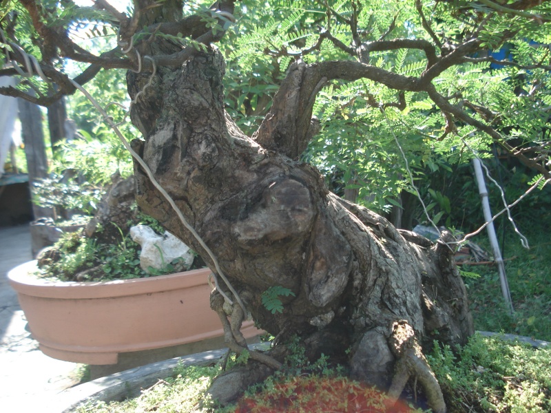 AROMA (acacia farnesiana) Dsc03511