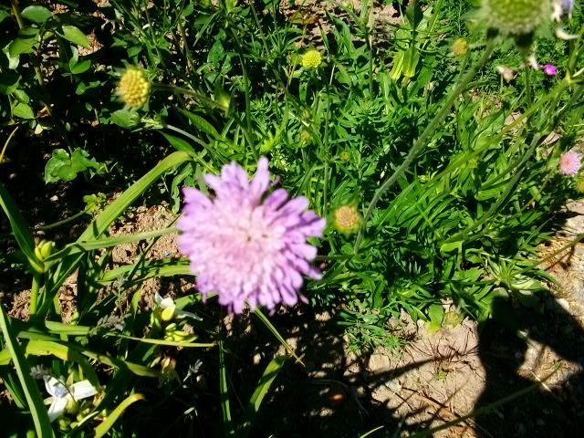 Knautia & scabiosa !!! 5mai_015