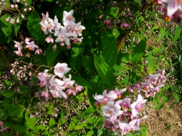 Est ce un deutzia? 9mai_013