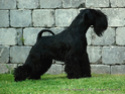 Black mini litter from Victorious Star kennel Hunter10