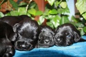 Black mini litter from Victorious Star kennel Pup10