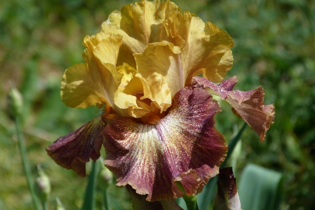 Iris germanica !!! - Page 5 P1050911