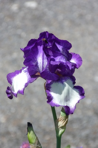 Iris germanica !!! - Page 5 P1050913