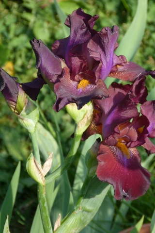 Mes hybridations d'iris... premières fleurs! P1060010