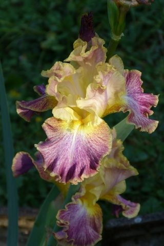 Iris germanica !!! - Page 5 P1060012