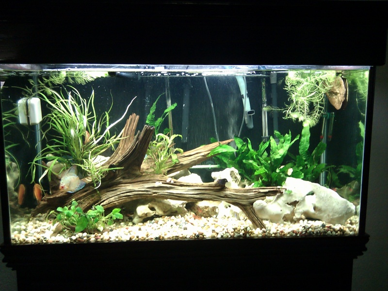 New Planted Discus Tank Imag0011