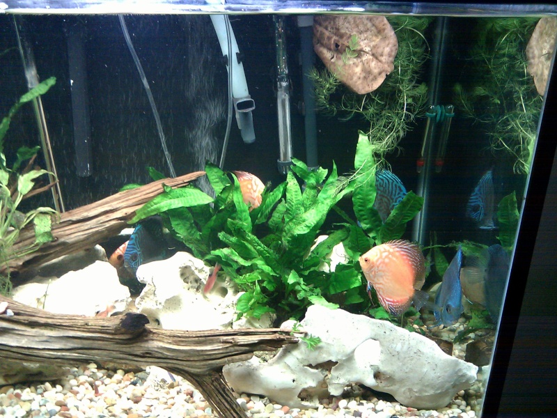 New Planted Discus Tank Imag0014