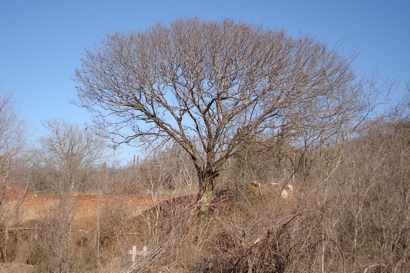 Another ironwood type - peltaflora 00610