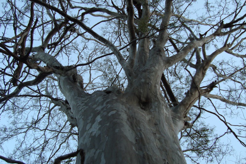 Another ironwood type - peltaflora 05410