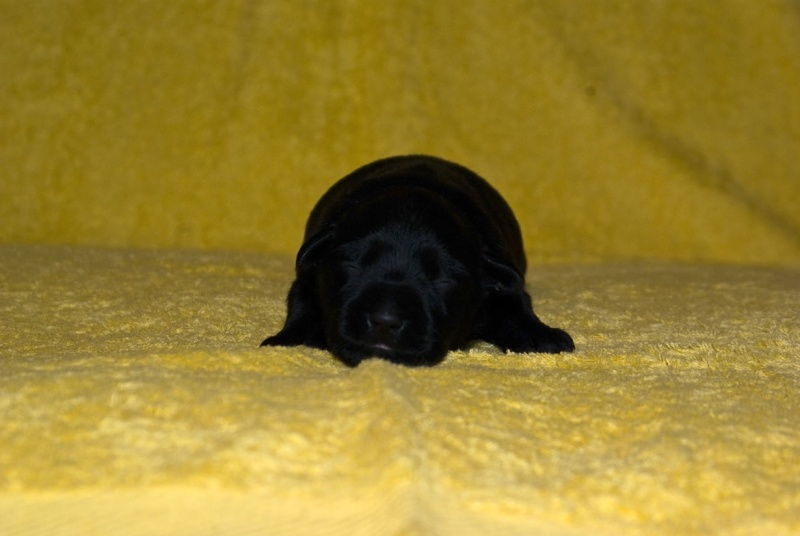 Black zwergschnauzer litter Pup210