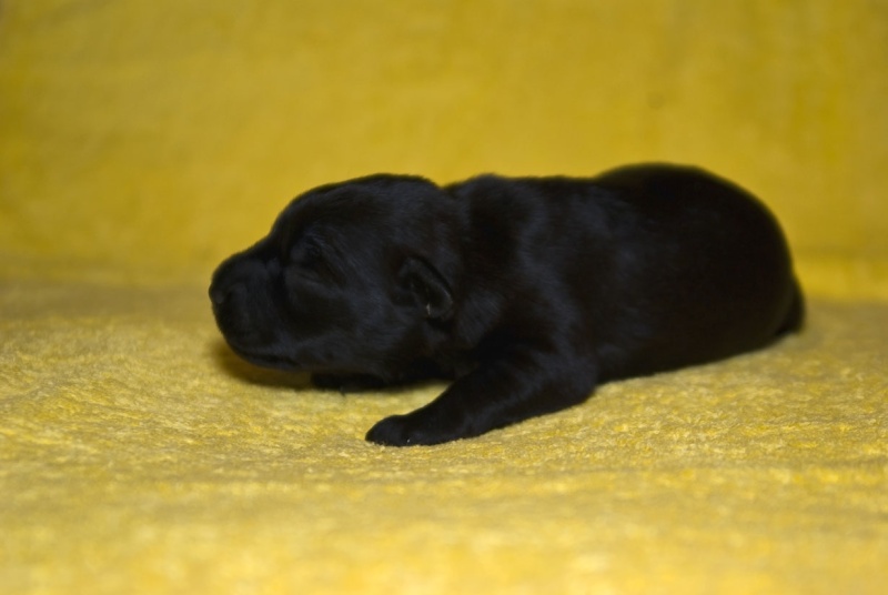 Black zwergschnauzer litter Pup310