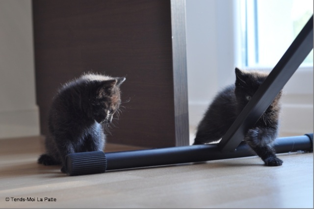 Zöyo et Lyka, petits chatons noirs A15