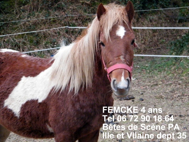 EQUIDE: Femcke,Ponette de 4 ans à adopter BDS dept 35 Femcke11