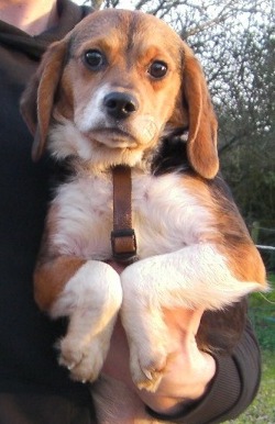FOREVER, croisée beagle femelle, 8 mois (35) Foreve10