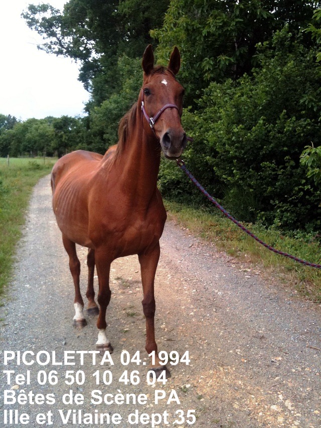 EQUIDE: Picoletta, jument PS de 17 ans dept 35 BDS Pico210