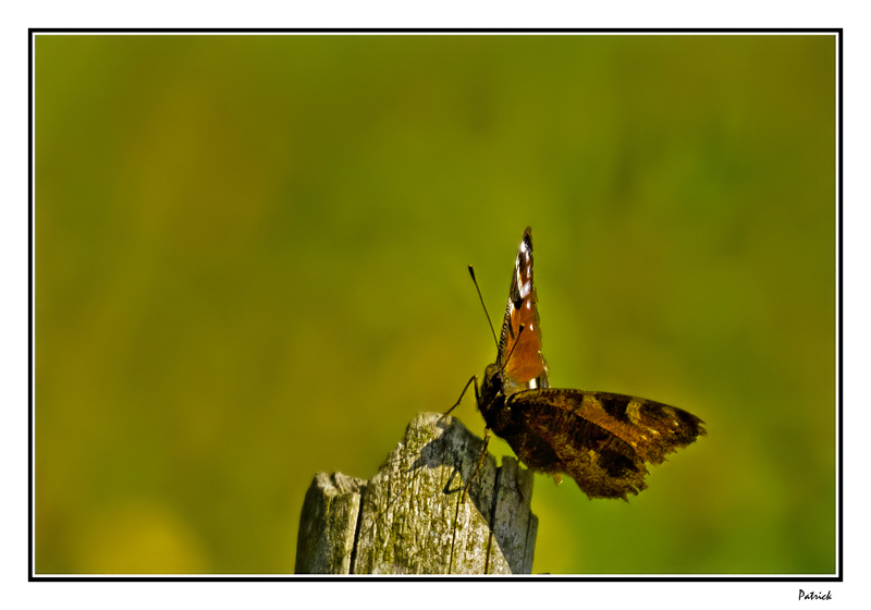 Paon du jour (papillon) 4b987610