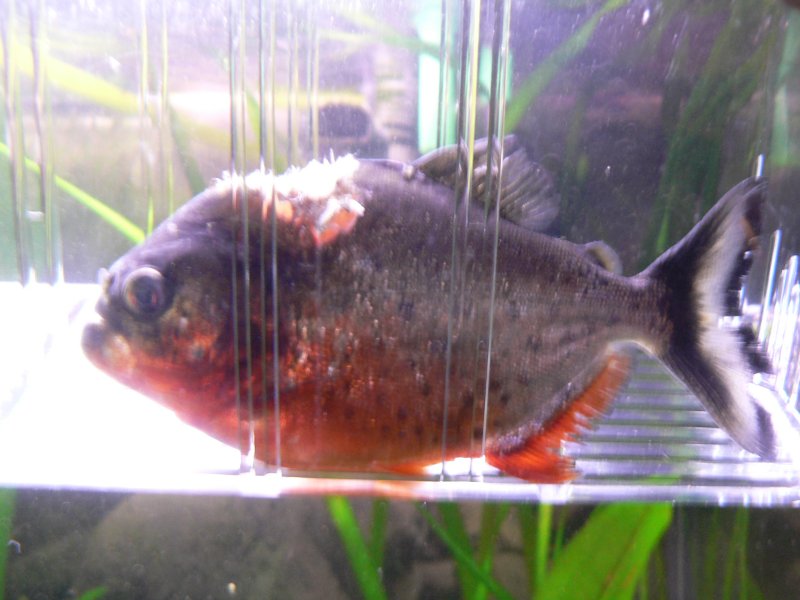 Pygocentrus natterreri(piranhas) bac 600l biotope amazonien P1010110