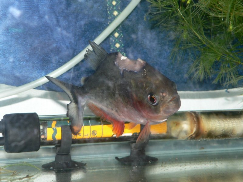 Pygocentrus natterreri(piranhas) bac 600l biotope amazonien P1010114