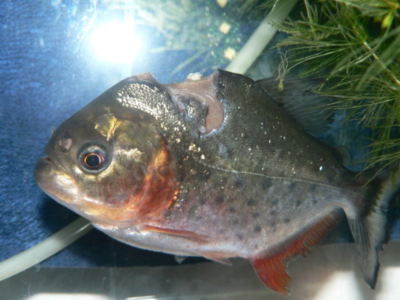 Pygocentrus natterreri(piranhas) bac 600l biotope amazonien P1010115