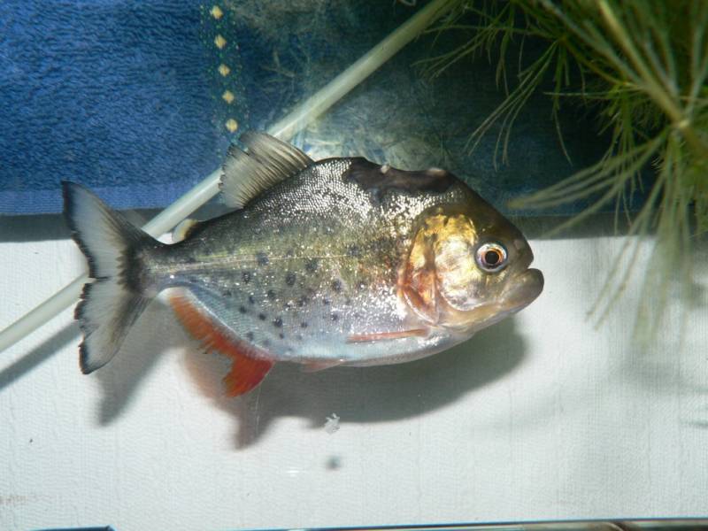 Pygocentrus natterreri(piranhas) bac 600l biotope amazonien P1010116