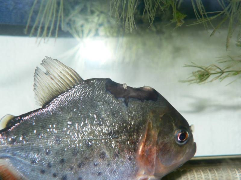 Pygocentrus natterreri(piranhas) bac 600l biotope amazonien P1010117