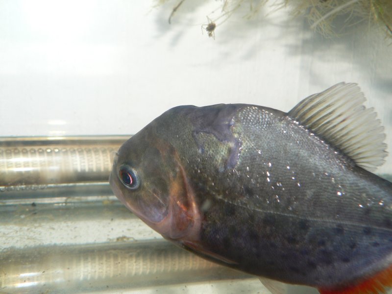 Pygocentrus natterreri(piranhas) bac 600l biotope amazonien P1010211