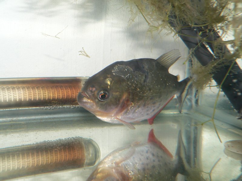 Pygocentrus natterreri(piranhas) bac 600l biotope amazonien P1010212