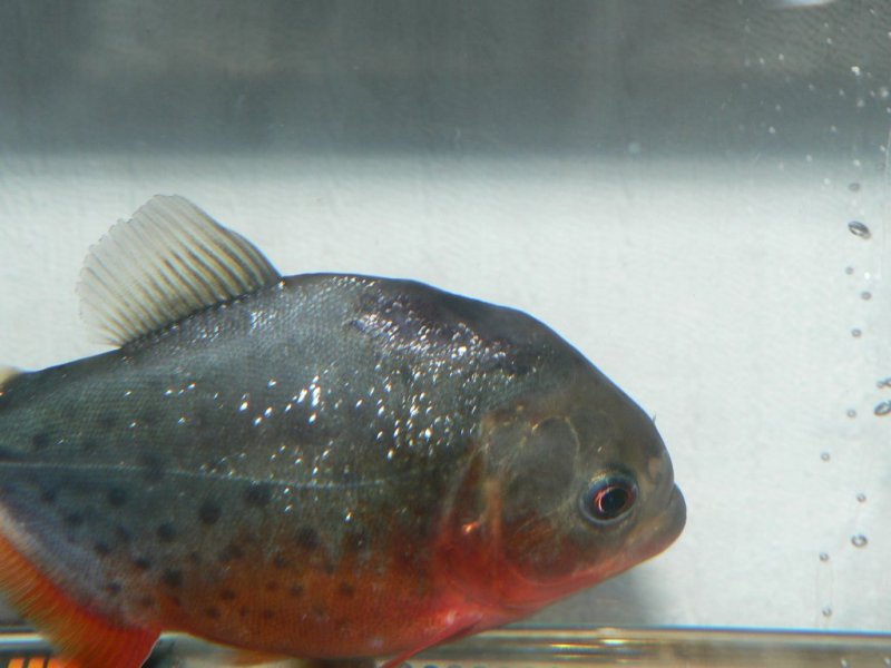 Pygocentrus natterreri(piranhas) bac 600l biotope amazonien P1010411