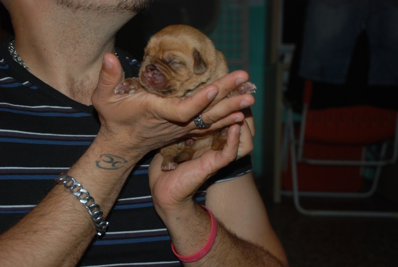 chio dei dogue del garda e geronimo delle querce rosse Dsc_0016