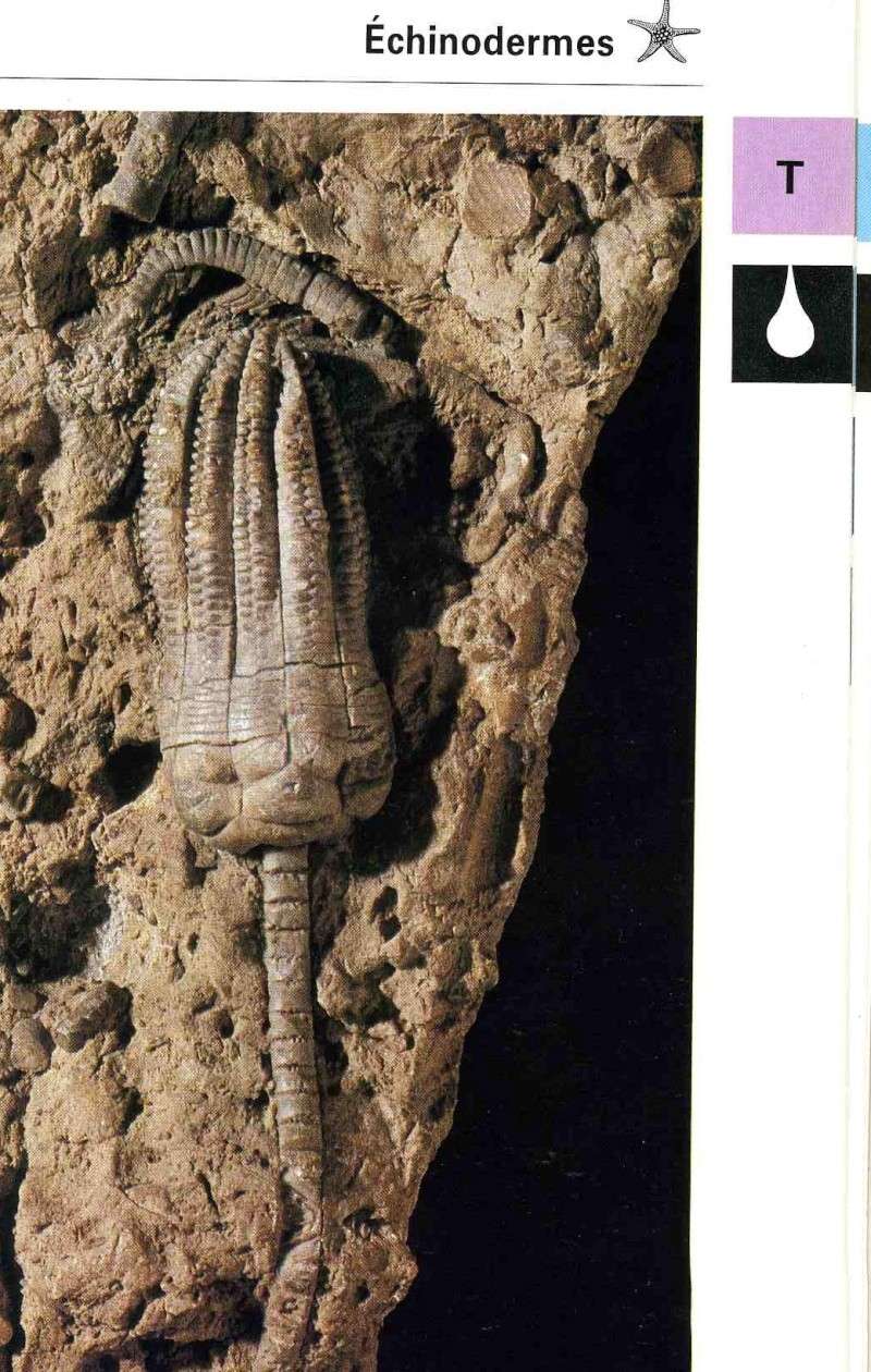 Fossile Ardéchois Encrin11