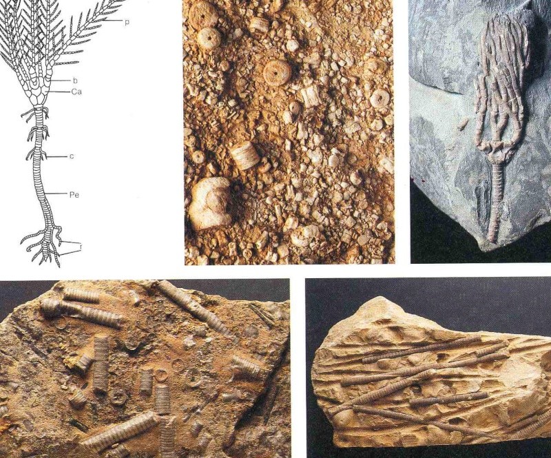 Fossile Ardéchois Encrin13