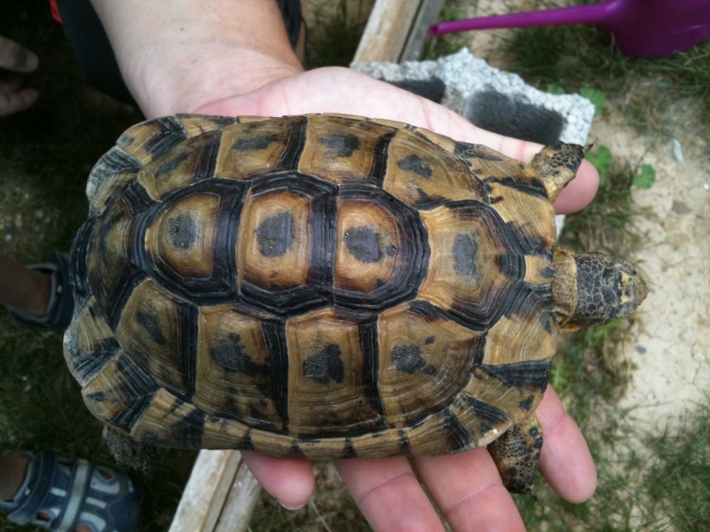 identification tortue ? Photo_10