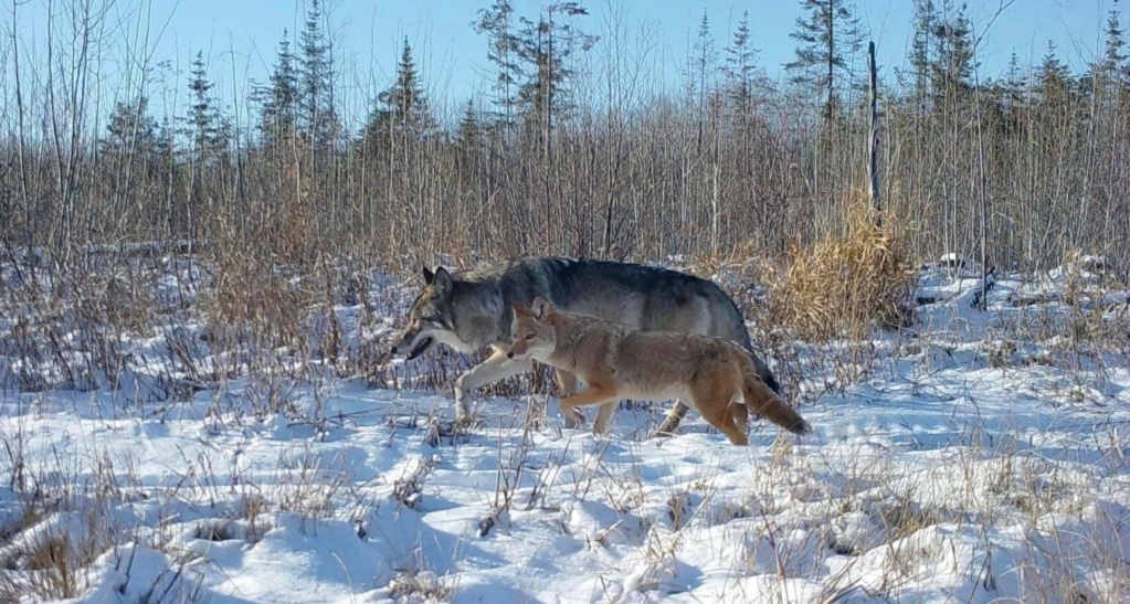 loup gris comparé à coyote (de l'ouest) Captu404