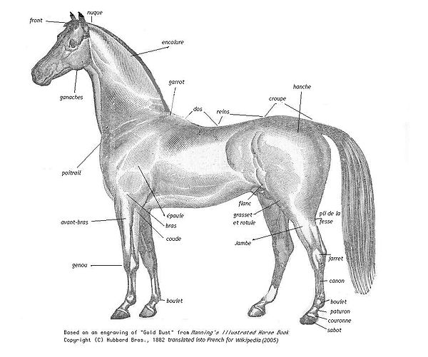 Anatomie complete de cheval