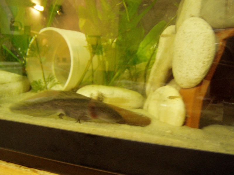 le bac des axolotls Foto_217