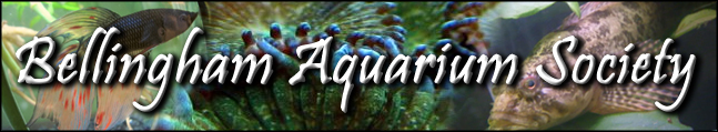 Bellingham Aquarium Society