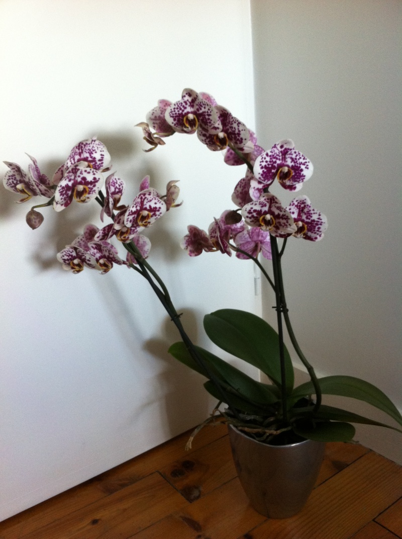 nouvelle orchidée Photo_10
