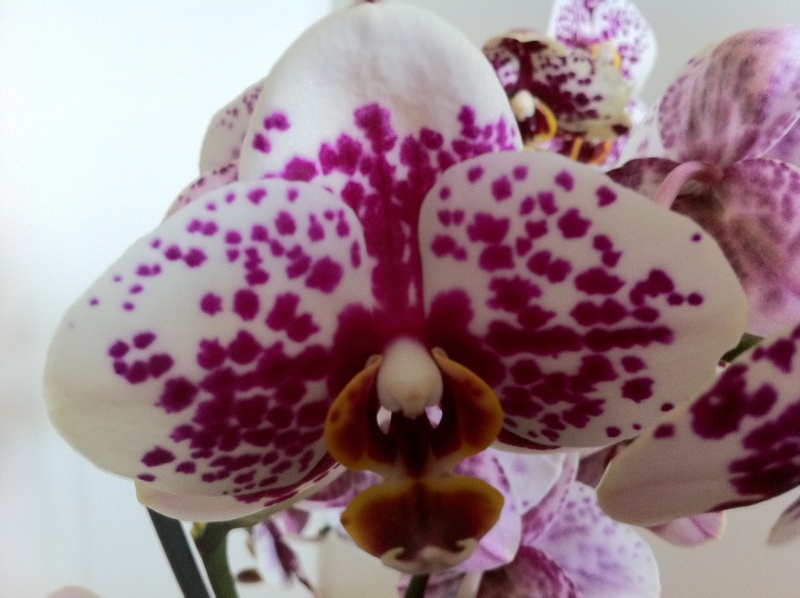 nouvelle orchidée Photo_11