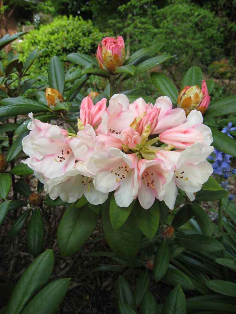 Rhododendron  hibride Rh_gru11