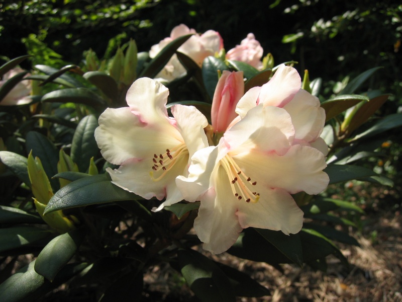 Rhododendron  hibride Rh_gru12