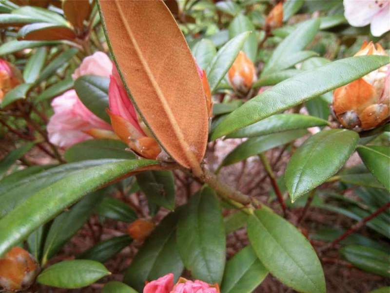 Rhododendron  hibride Rh_gru13