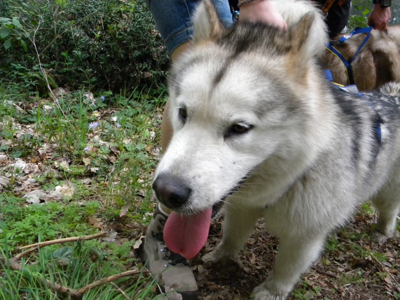Urge dog trekking centro italia - Pagina 3 Dscn2211