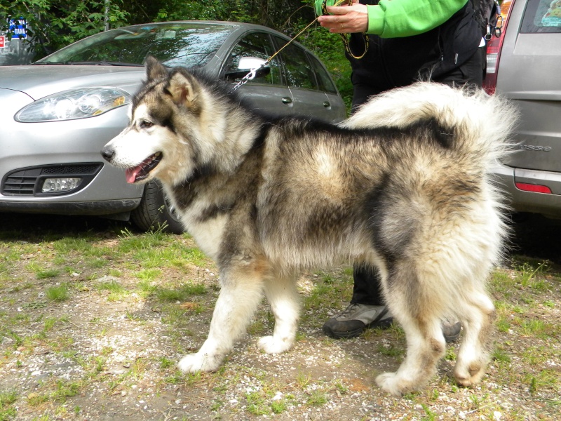 Urge dog trekking centro italia - Pagina 3 Dscn2311