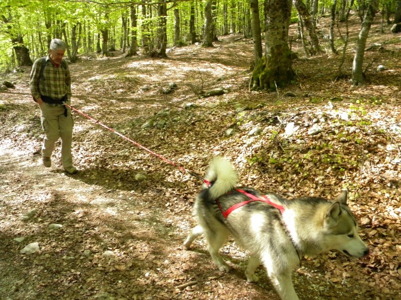 [b]DOG TREKKING BY CANIAVVENTURA[/b] - Pagina 3 Dscn2520